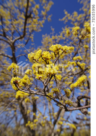 山茱萸（日本山茱萸）開著黃色的花朵。 78585996