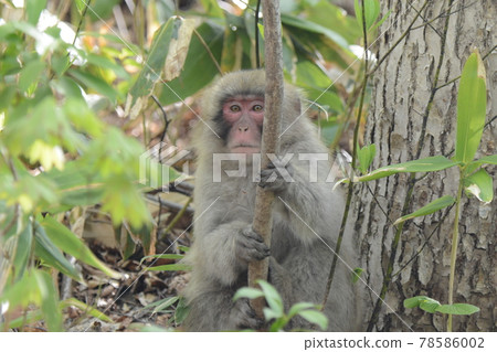 Japanese macaque clinging to a branch Japanese macaque clinging to a branch 78586002