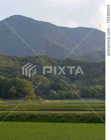 Scenery of Makino Town, Takashima City, where rice fields and mountains spread 78586004