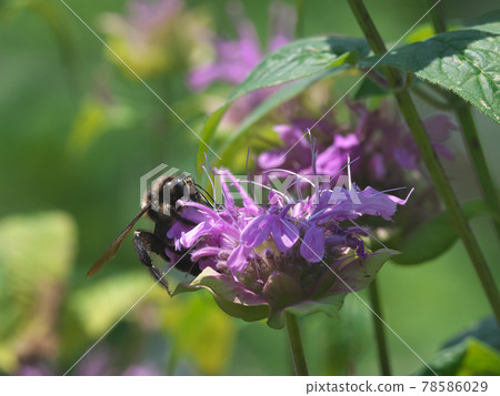 Exotic species Xylocopa tranquillis, boldly sucking nectar (nectar robbing) with Monarda flowers Exotic species Xylocopa tranquillis, boldly sucking nectar (nectar robbing) with Monarda flowers 78586029