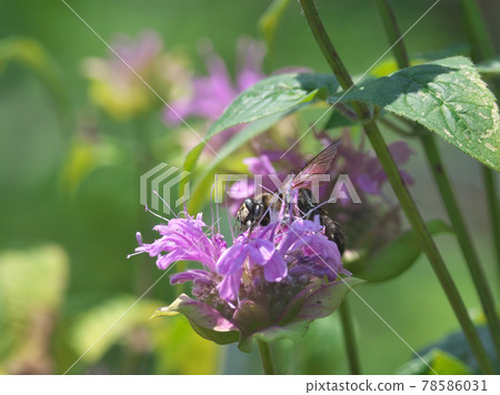 Exotic species Xylocopa tranquillis, boldly sucking nectar (nectar robbing) with Monarda flowers Exotic species Xylocopa tranquillis, boldly sucking nectar (nectar robbing) with Monarda flowers 78586031