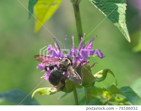 Exotic species Xylocopa tranquillis, boldly sucking nectar (nectar robbing) with Monarda flowers Exotic species Xylocopa tranquillis, boldly sucking nectar (nectar robbing) with Monarda flowers 78586032