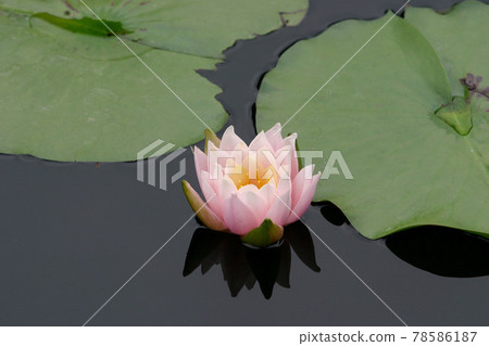 睡蓮睡蓮桃子煥發 78586187