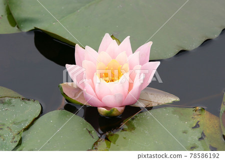 Water lily water lily peach glow 78586192