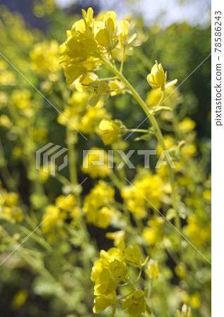 Rape blossoms are blooming in the rapeseed fields. 78586243