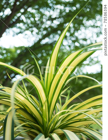 Chlorophytum Comosum, it also known as spider plant. 78586394