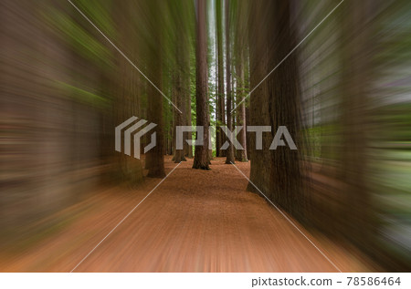 Redwood Grove in Hamurana Springs in motion blur, Rotorua New Zealand. Redwood Grove in Hamurana Springs in motion blur, Rotorua New Zealand. 78586464