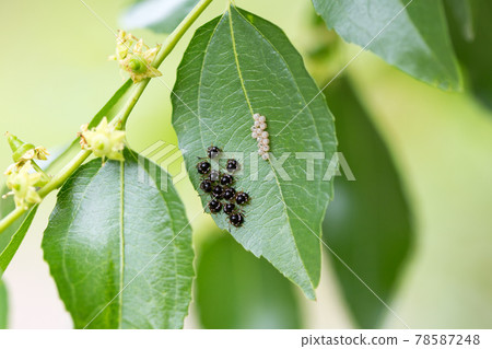 Brown marmorated stink bug, egg mass and larvae after hatching Brown marmorated stink bug, egg mass and larvae after hatching 78587248