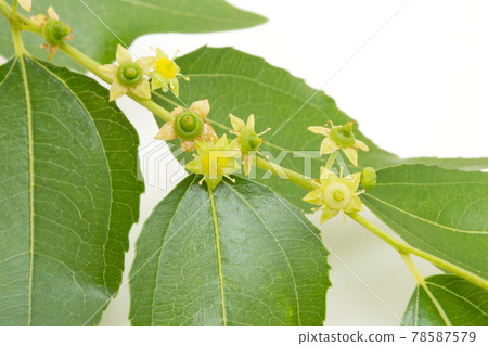棗花，雌雄同體 78587579