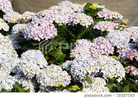 繡球花1291 繡球花1291 78587593