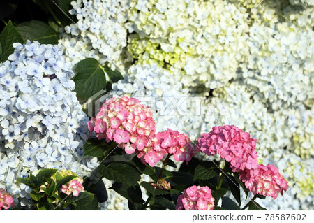 Hydrangea 1320 Hydrangea 1320 78587602
