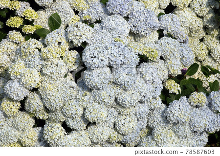 繡球花1325 繡球花1325 78587603