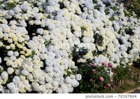 繡球花1333 繡球花1333 78587604