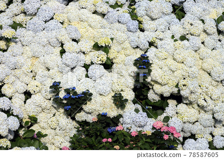 繡球花1337 繡球花1337 78587605