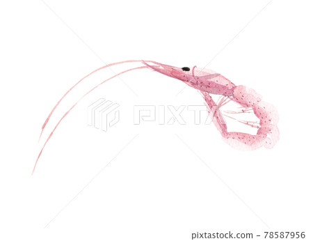 Cherry shrimp Cherry shrimp 78587956