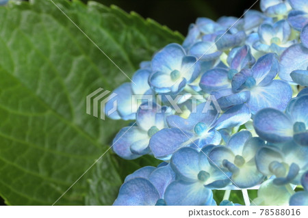 Vortex hydrangea (Okame hydrangea) 78588016