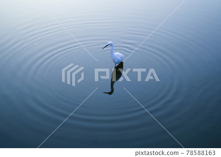 A gray heron standing on the surface of the water A gray heron standing on the surface of the water 78588163