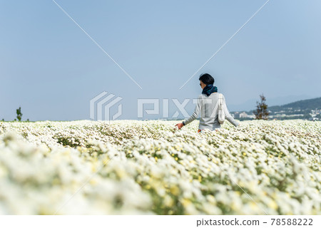 woman stand at the white chrysanthemum farm 78588222