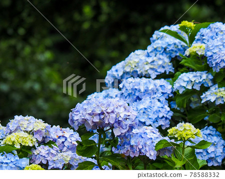 繡球花（繡球花），六月 78588332