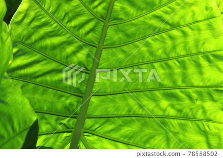 green leaf as background or texture green leaf as background or texture 78588502
