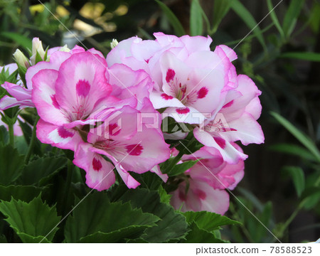 Nice pink flowers 78588523