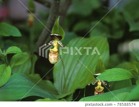 Mt. Nyukasa: Cypripedium macrantii blooming in the marsh Mt. Nyukasa: Cypripedium macrantii blooming in the marsh 78588574