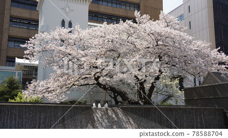 Yokohama, The Church of Christ in Japan and cherry blossoms in full bloom Yokohama, The Church of Christ in Japan and cherry blossoms in full bloom 78588704