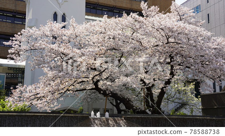 Yokohama, The Church of Christ in Japan and cherry blossoms in full bloom 78588738