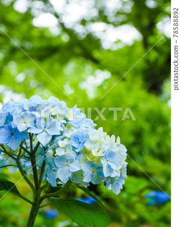 繡球花（繡球花），六月 78588892