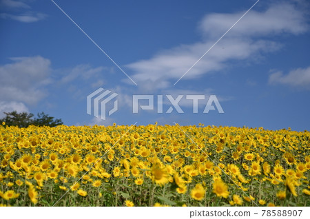 Sunflower field in Hiruzen Jersey Land 78588907