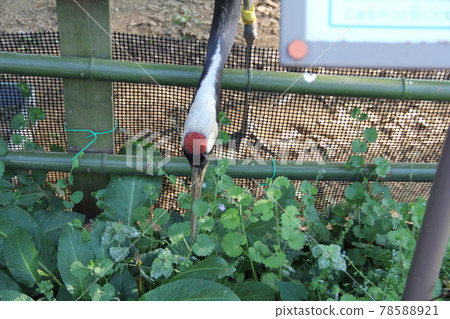 Red-crowned crane that stretches its neck Red-crowned crane that stretches its neck 78588921