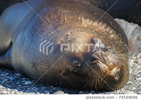 Puerto Montt South American Sea Lion Puerto Montt South American Sea Lion 78589006