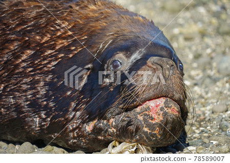 Puerto Montt South American Sea Lion 78589007