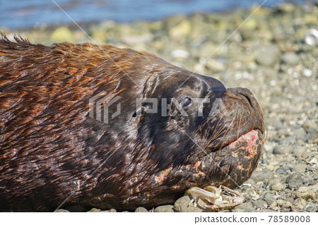 Puerto Montt South American Sea Lion Puerto Montt South American Sea Lion 78589008