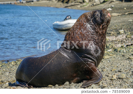 Puerto Montt South American Sea Lion Puerto Montt South American Sea Lion 78589009