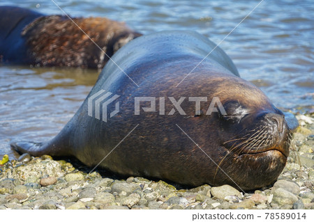 Puerto Montt South American Sea Lion Puerto Montt South American Sea Lion 78589014