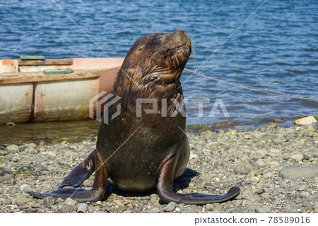 Puerto Montt South American Sea Lion Puerto Montt South American Sea Lion 78589016