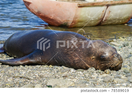 Puerto Montt South American Sea Lion Puerto Montt South American Sea Lion 78589019