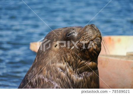 蒙特港南美洲海獅 蒙特港南美洲海獅 78589021
