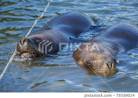 Puerto Montt South American Sea Lion Puerto Montt South American Sea Lion 78589024