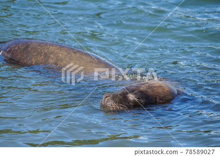 Puerto Montt South American Sea Lion Puerto Montt South American Sea Lion 78589027