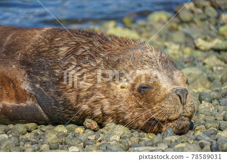 Puerto Montt South American Sea Lion 78589031