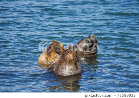 蒙特港南美洲海獅 蒙特港南美洲海獅 78589032