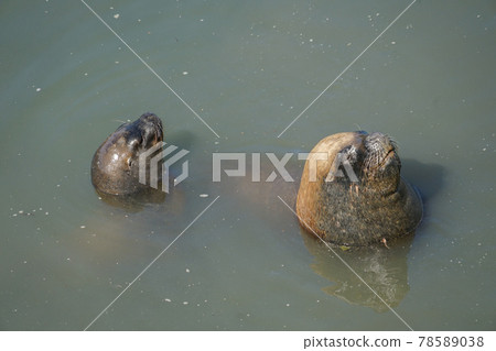 Puerto Montt South American Sea Lion Puerto Montt South American Sea Lion 78589038
