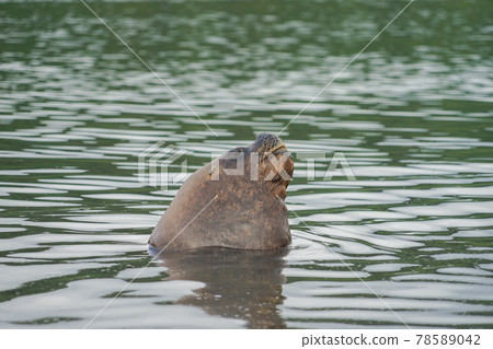 Puerto Montt South American Sea Lion Puerto Montt South American Sea Lion 78589042