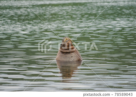 Puerto Montt South American Sea Lion Puerto Montt South American Sea Lion 78589043