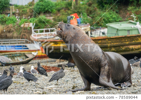 Puerto Montt South American Sea Lion Puerto Montt South American Sea Lion 78589044