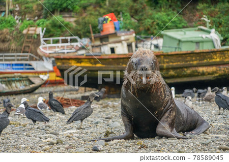 Puerto Montt South American Sea Lion Puerto Montt South American Sea Lion 78589045