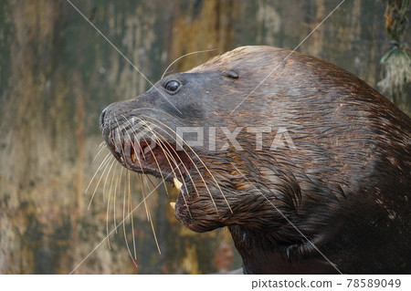 Puerto Montt South American Sea Lion Puerto Montt South American Sea Lion 78589049