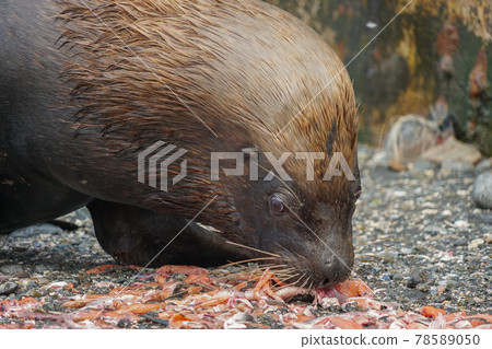 Puerto Montt South American Sea Lion Puerto Montt South American Sea Lion 78589050